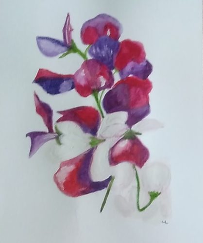 Lynne, From my garden, Sweet peas, watercolour.